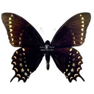 PAPILIO DIAZI HIBRID 